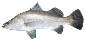 Barramundi